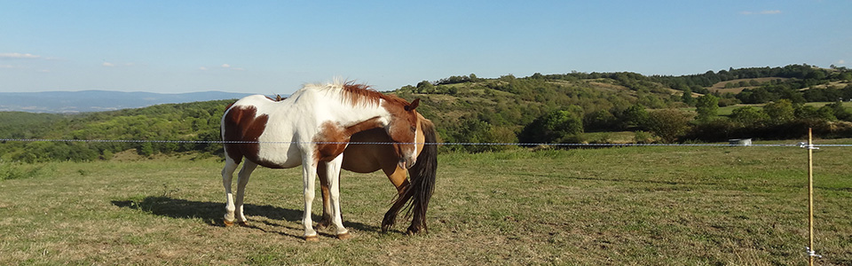 Chevaux